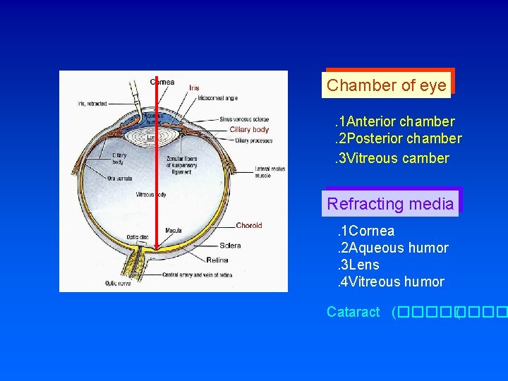 Chamber of eye. 1 Anterior chamber. 2 Posterior chamber. 3 Vitreous camber Refracting media.