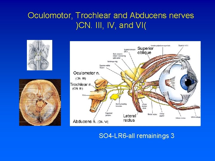 Oculomotor, Trochlear and Abducens nerves )CN. III, IV, and VI( SO 4 -LR 6