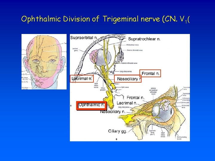 Ophthalmic Division of Trigeminal nerve (CN. V 1( 