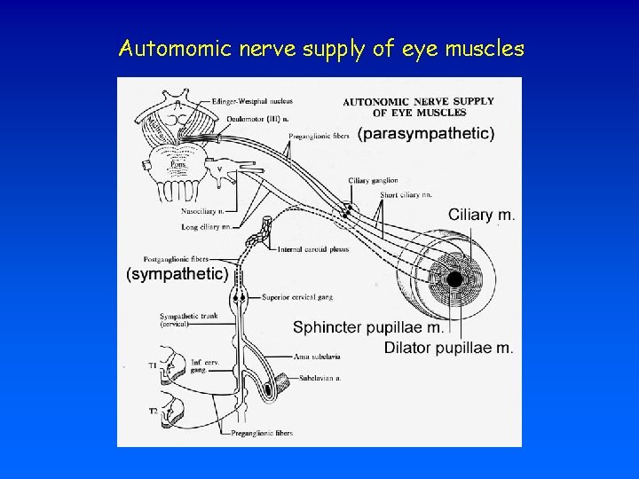 Automomic nerve supply of eye muscles 