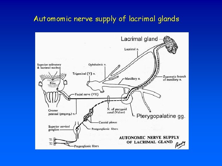 Automomic nerve supply of lacrimal glands 