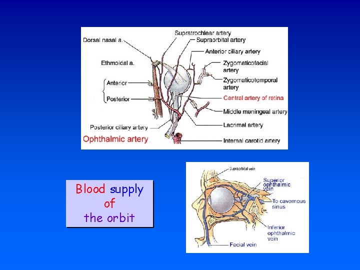 Blood supply of the orbit 