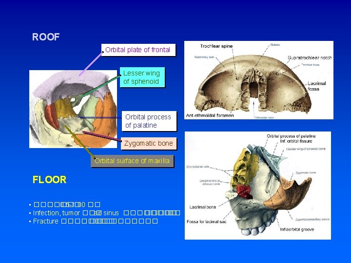 ROOF Orbital plate of frontal Lesser wing of sphenoid Orbital process of palatine Zygomatic