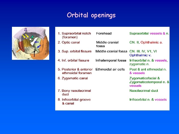 Orbital openings 