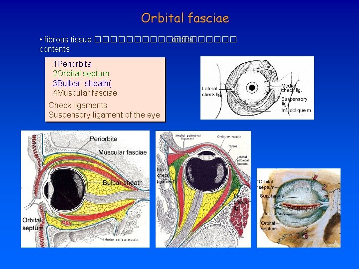 Orbital fasciae • fibrous tissue ��������� orbital contents. 1 Periorbita. 2 Orbital septum. 3