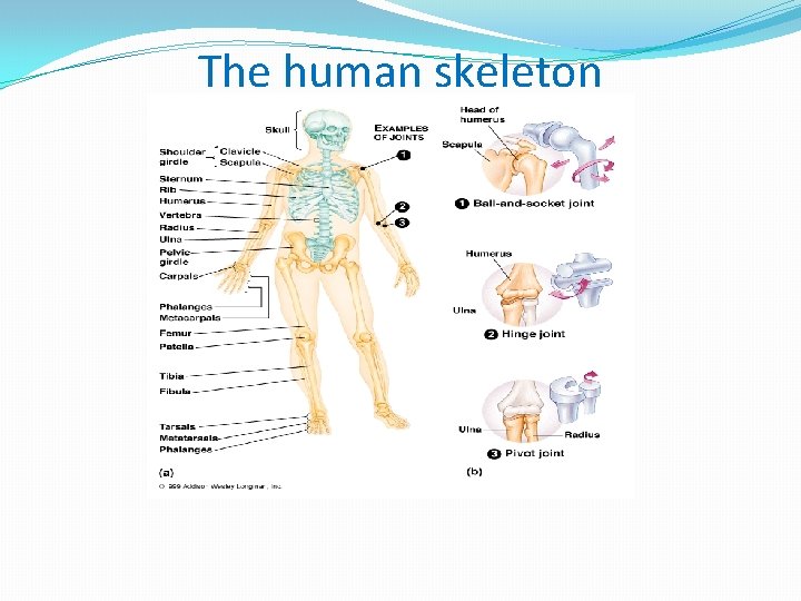 The human skeleton 