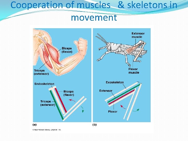 Cooperation of muscles & skeletons in movement 