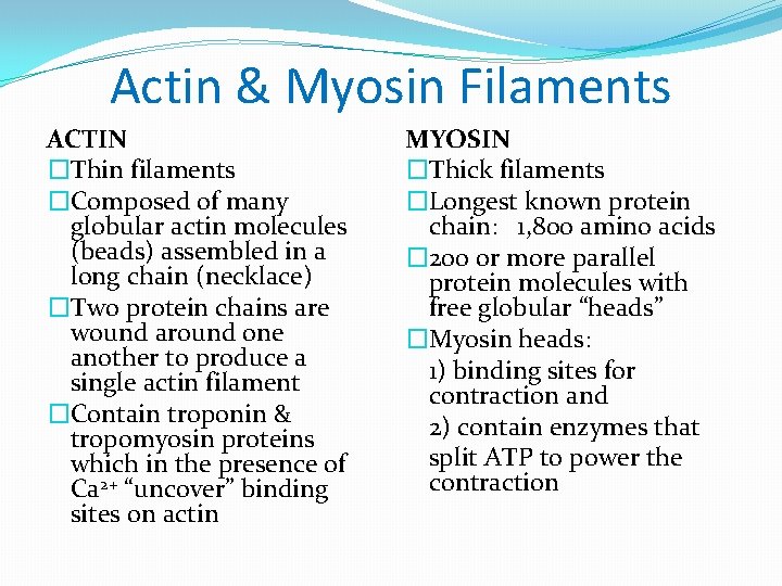 Actin & Myosin Filaments ACTIN �Thin filaments �Composed of many globular actin molecules (beads)