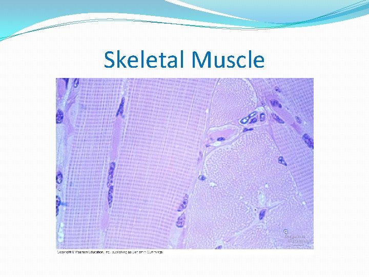 Skeletal Muscle 