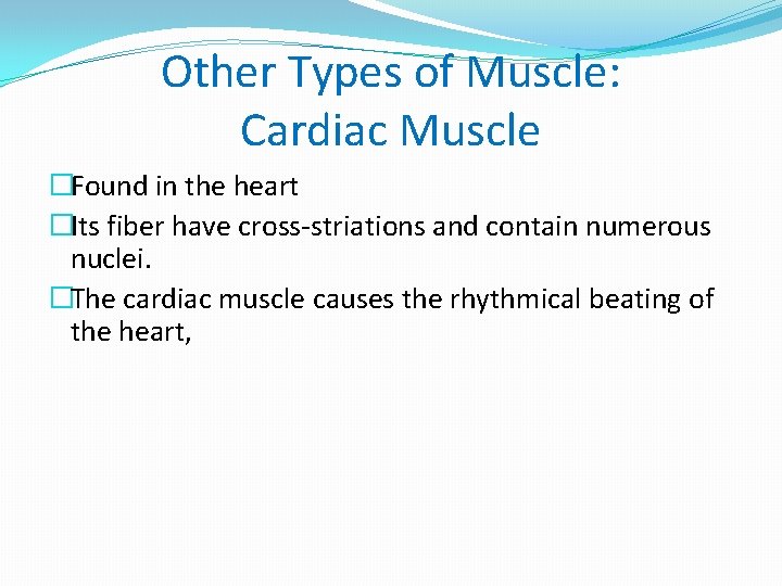 Other Types of Muscle: Cardiac Muscle �Found in the heart �Its fiber have cross-striations