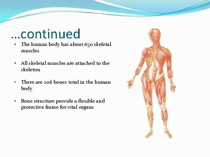 …continued • The human body has about 650 skeletal muscles • All skeletal muscles