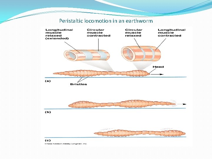 Peristaltic locomotion in an earthworm 
