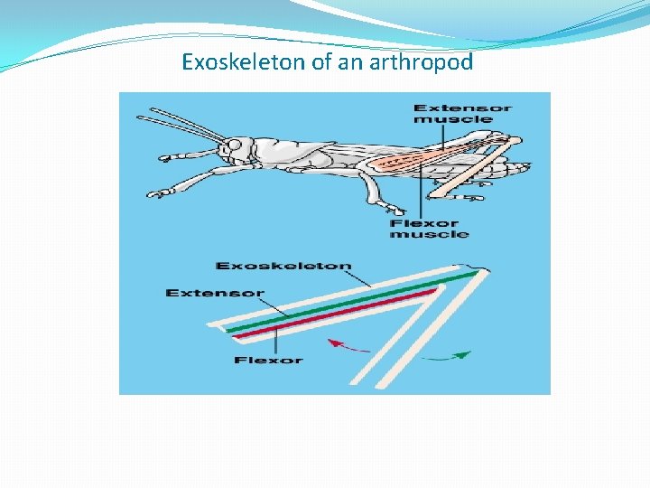 Exoskeleton of an arthropod 