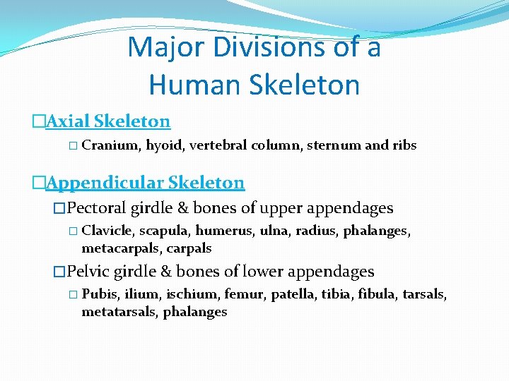 Major Divisions of a Human Skeleton �Axial Skeleton � Cranium, hyoid, vertebral column, sternum