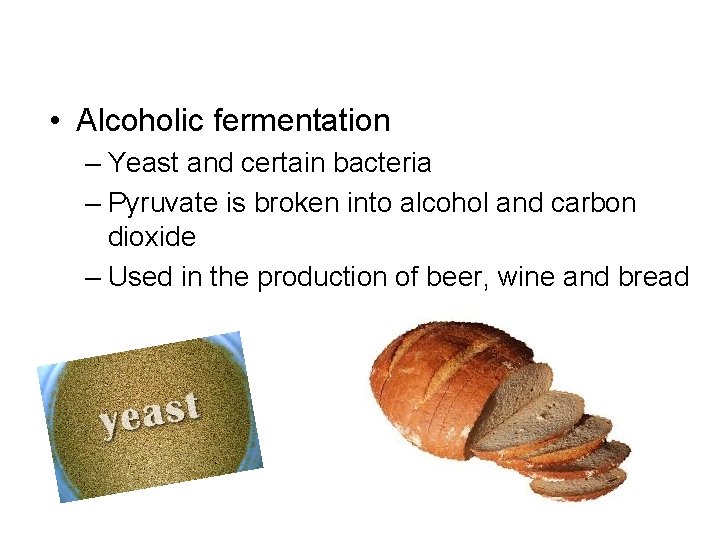  • Alcoholic fermentation – Yeast and certain bacteria – Pyruvate is broken into