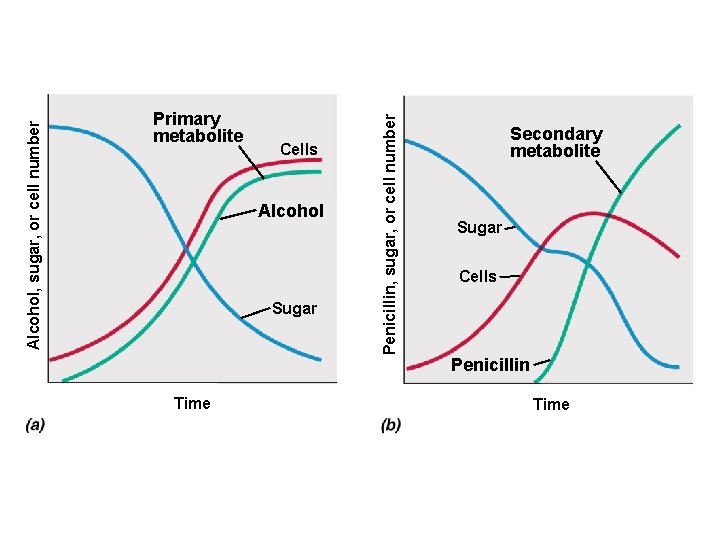 Cells Alcohol Sugar Time Penicillin, sugar, or cell number Alcohol, sugar, or cell number