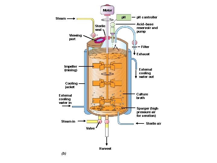 Motor p. H Steam Sterile seal p. H controller Acid–base reservoir and pump Viewing