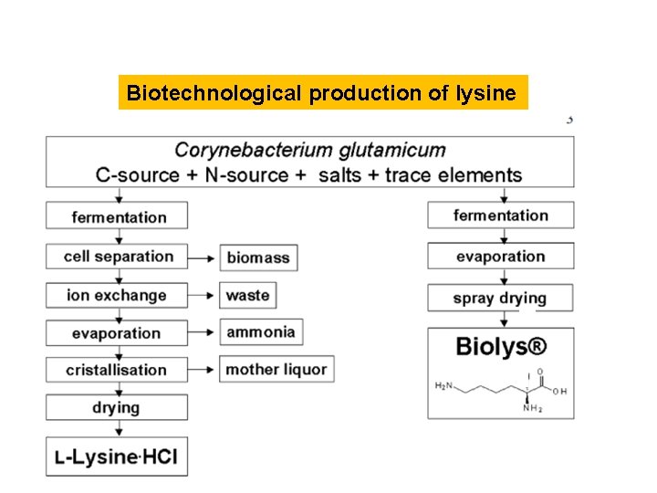 Biotechnological production of lysine 