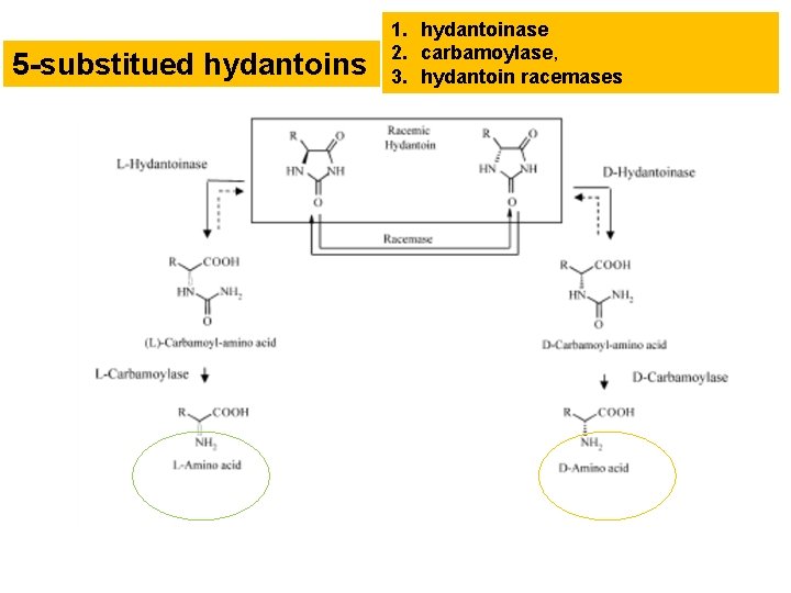 5 -substitued hydantoins 1. hydantoinase 2. carbamoylase, 3. hydantoin racemases 