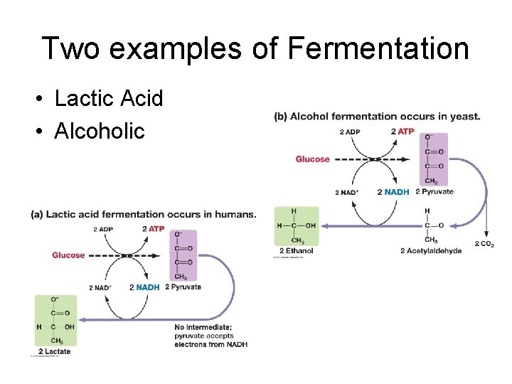 Two examples of Fermentation • Lactic Acid • Alcoholic 