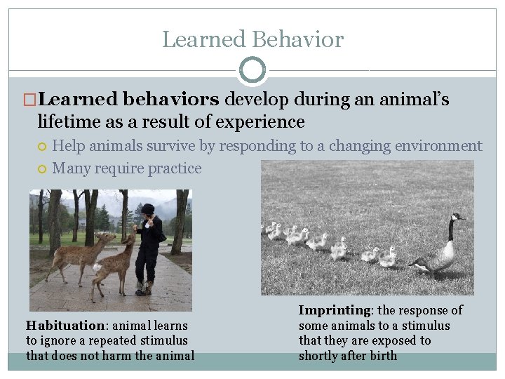 Learned Behavior �Learned behaviors develop during an animal’s lifetime as a result of experience