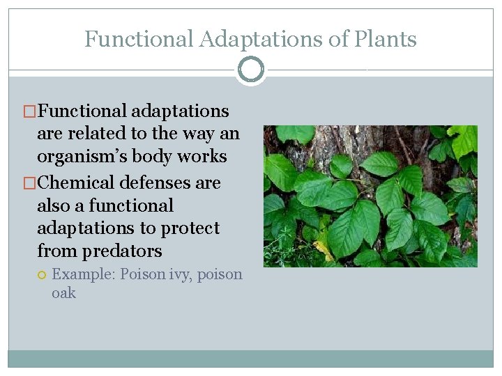 Functional Adaptations of Plants �Functional adaptations are related to the way an organism’s body