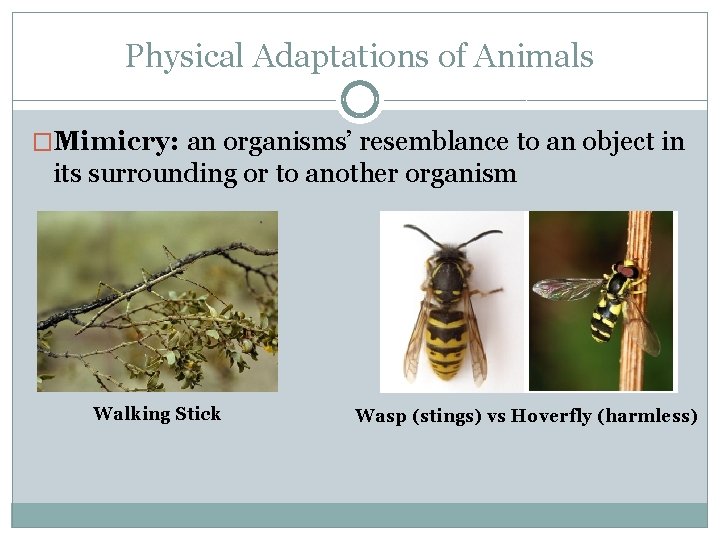 Physical Adaptations of Animals �Mimicry: an organisms’ resemblance to an object in its surrounding