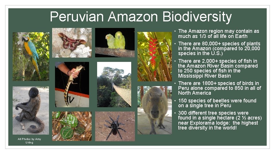 Peruvian Amazon Biodiversity • The Amazon region may contain as much as 1/3 of