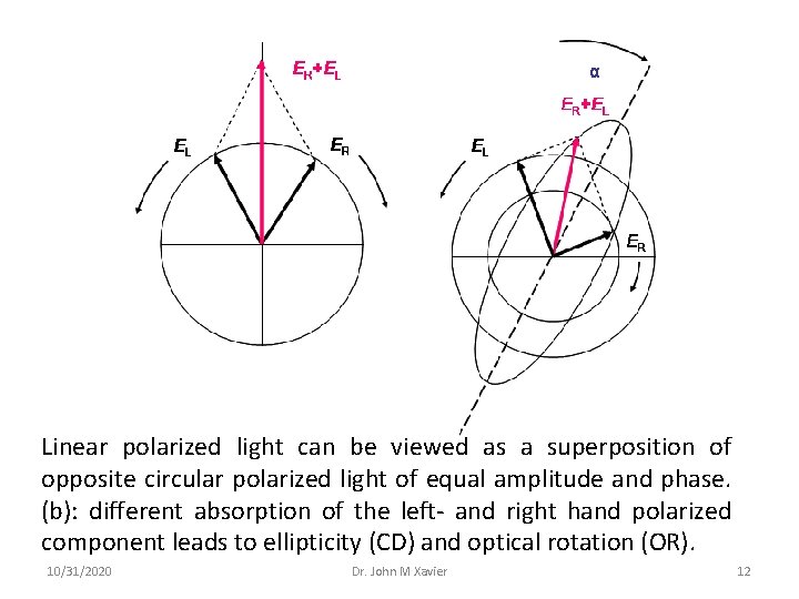 Linear polarized light can be viewed as a superposition of opposite circular polarized light