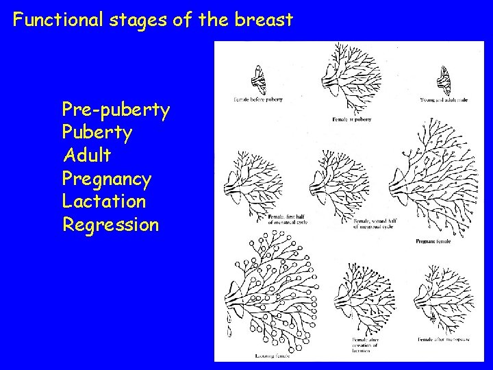 Functional stages of the breast Pre-puberty Puberty Adult Pregnancy Lactation Regression 