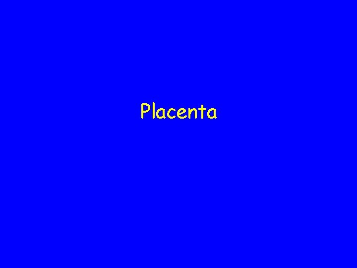 Placenta 