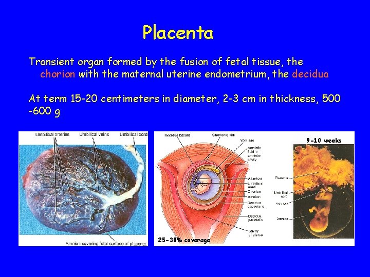 Placenta Transient organ formed by the fusion of fetal tissue, the chorion with the