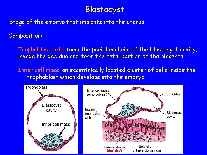 Blastocyst Stage of the embryo that implants into the uterus Composition: Trophoblast cells form