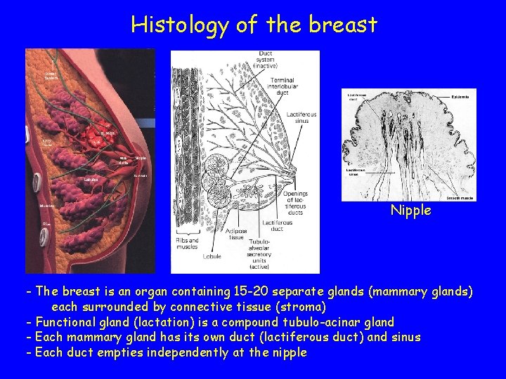 Histology of the breast Nipple - The breast is an organ containing 15 -20