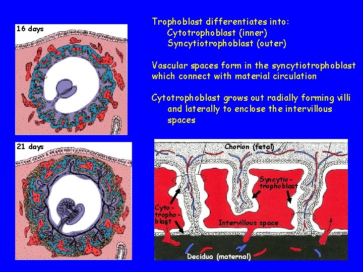 16 days Trophoblast differentiates into: Cytotrophoblast (inner) Syncytiotrophoblast (outer) Vascular spaces form in the