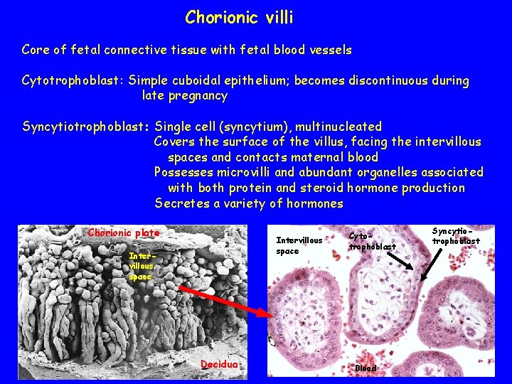 Chorionic villi Core of fetal connective tissue with fetal blood vessels Cytotrophoblast: Simple cuboidal