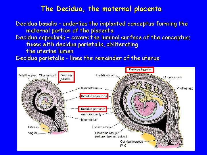 The Decidua, the maternal placenta Decidua basalis – underlies the implanted conceptus forming the