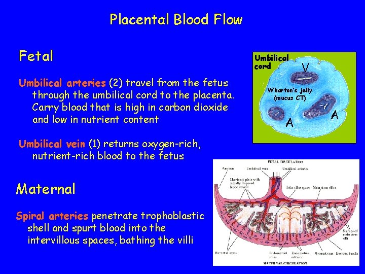 Placental Blood Flow Fetal Umbilical arteries (2) travel from the fetus through the umbilical