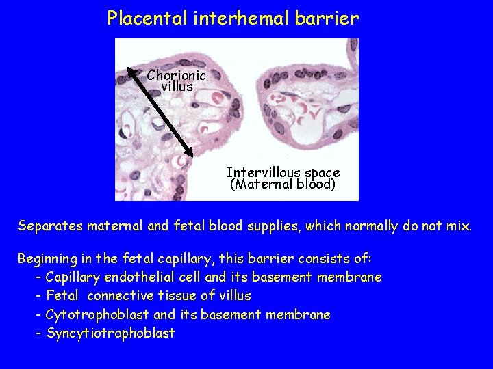 Placental interhemal barrier Chorionic villus Intervillous space (Maternal blood) Separates maternal and fetal blood