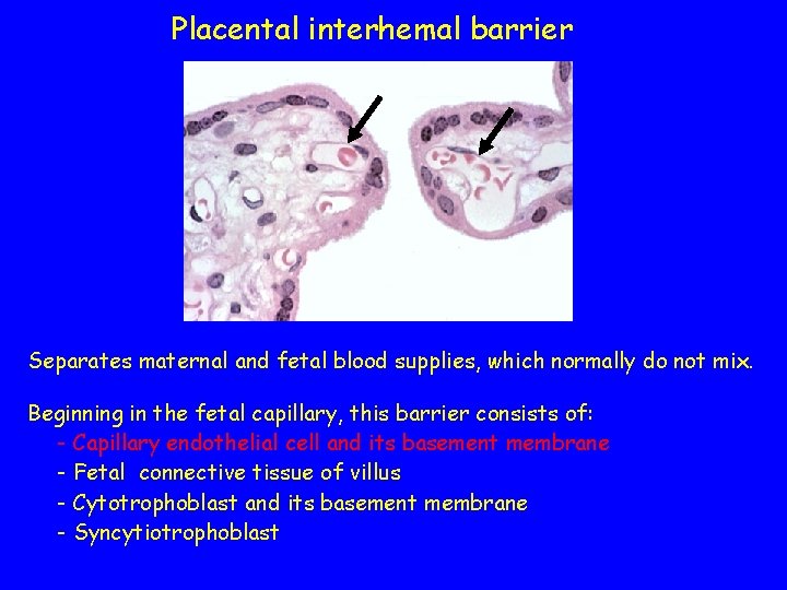 Placental interhemal barrier Separates maternal and fetal blood supplies, which normally do not mix.