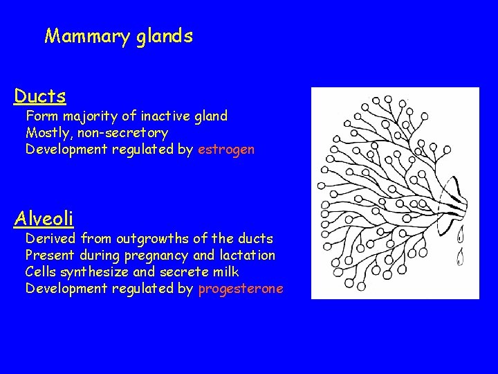 Mammary glands Ducts Form majority of inactive gland Mostly, non-secretory Development regulated by estrogen