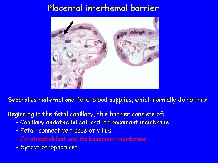 Placental interhemal barrier Separates maternal and fetal blood supplies, which normally do not mix.