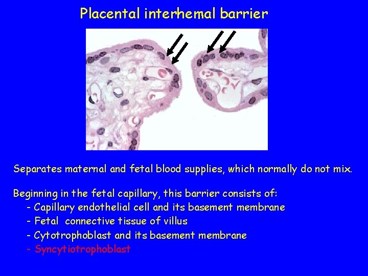 Placental interhemal barrier Separates maternal and fetal blood supplies, which normally do not mix.