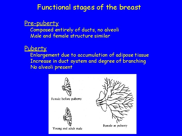 Functional stages of the breast Pre-puberty Composed entirely of ducts, no alveoli Male and