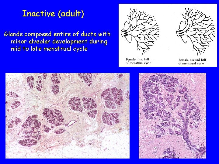 Inactive (adult) Glands composed entire of ducts with minor alveolar development during mid to