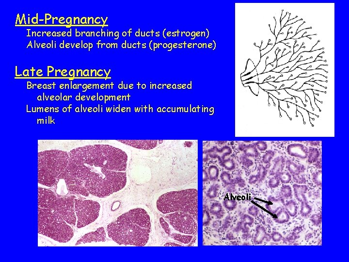 Mid-Pregnancy Increased branching of ducts (estrogen) Alveoli develop from ducts (progesterone) Late Pregnancy Breast