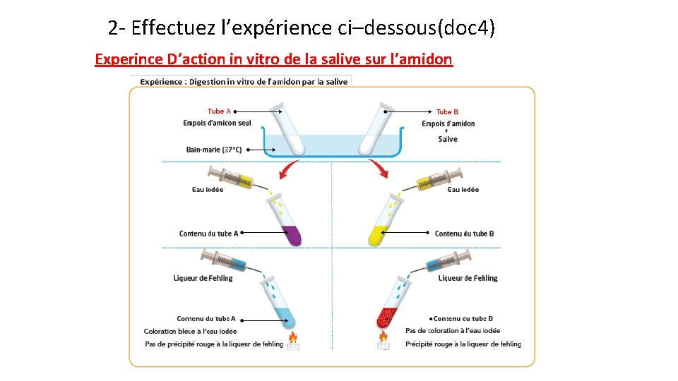 2 - Effectuez l’expérience ci–dessous(doc 4) Experince D’action in vitro de la salive sur