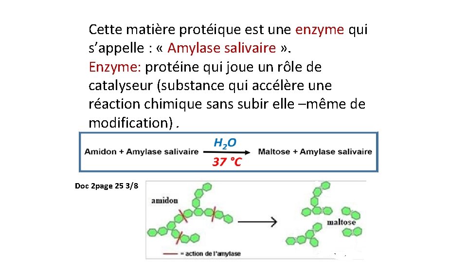 Cette matière protéique est une enzyme qui s’appelle : « Amylase salivaire » . Cette matière protéique est une enzyme qui s’appelle : « Amylase salivaire » .