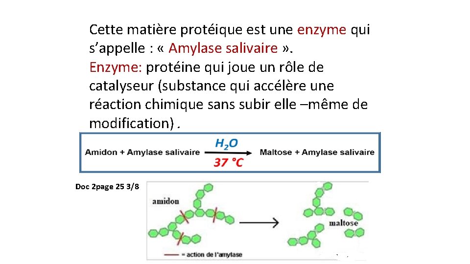 Cette matière protéique est une enzyme qui s’appelle : « Amylase salivaire » .