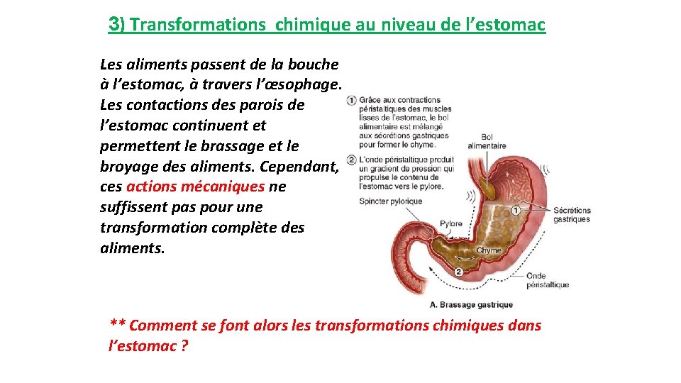 3) Transformations chimique au niveau de l’estomac Les aliments passent de la bouche à